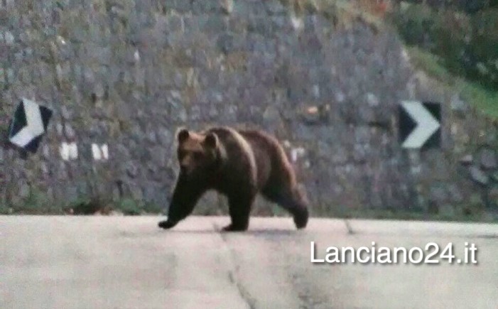 Avvistato orso bruno marsicano a Palena